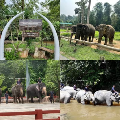 Kuala Gandah Elephant Sanctuary